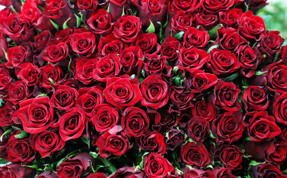 ’우수’ 장미꽃 어떨까요?