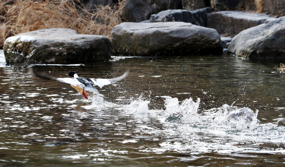 우수, ’해빙 속 비행’