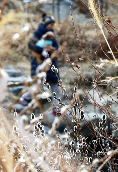 봄소식, ’버들강아지’