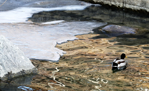우수, ’해빙 속 여유’
