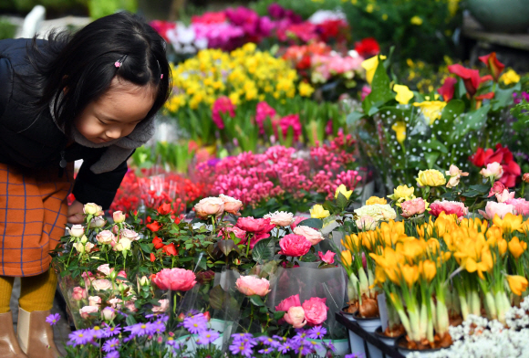 절기상 겨우내 얼었던 얼음이 녹는다는 우수인 19일 서울 양재동 꽃시장을 찾은 어린이가 꽃냄새를 맡아보고 있다. 2018. 2. 19. 박윤슬 기자 seul@seoul.co.kr