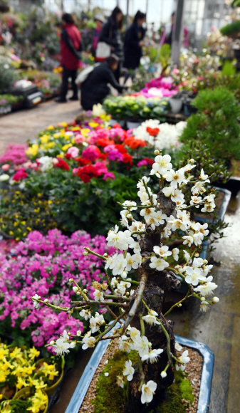 절기상 겨우내 얼었던 얼음이 녹는다는 우수인 19일 서울 양재동 꽃시장을 찾은 시민들이 꽃을 살펴보고 있다. 2018. 2. 19. 박윤슬 기자 seul@seoul.co.kr