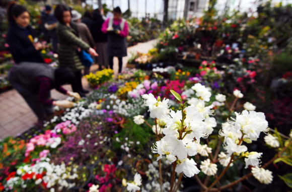 절기상 겨우내 얼었던 얼음이 녹는다는 우수인 19일 서울 양재동 꽃시장을 찾은 시민들이 꽃을 살펴보고 있다. 2018. 2. 19. 박윤슬 기자 seul@seoul.co.kr