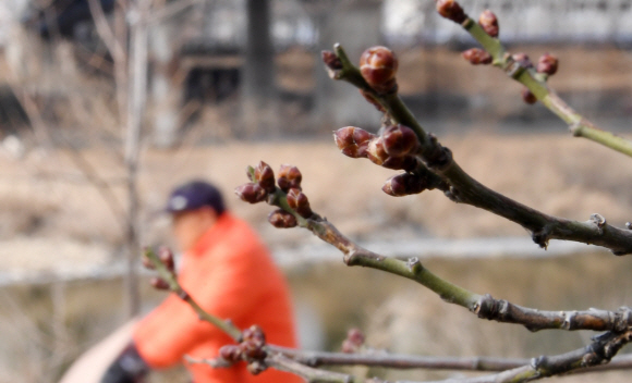 눈이 녹아 비가 된다는 두번째 절기인 우수일인 19일 오전 서울 청계천 하류에 매화나무에 꽃망울이 맺히기 시작하고 있다. 2018.2.19 도준석 기자 pado@seoul.co.kr