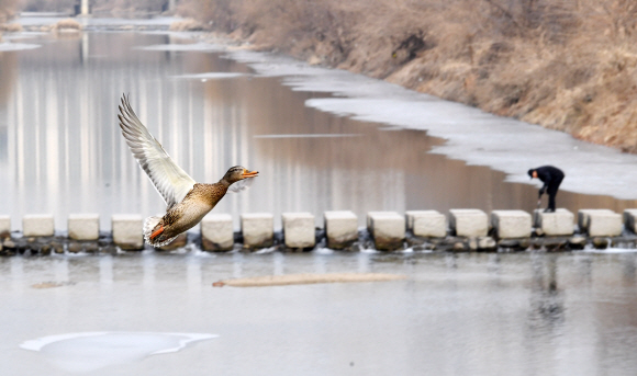 눈이 녹아 비가 된다는 두번째 절기인 우수일인 19일 오전 서울 청계천 하류에서 오리가 힘차게 하늘을 날아오르고 있다. 2018.2.19 도준석 기자 pado@seoul.co.kr