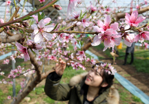 성큼 다가온 봄, 복사꽃 만개