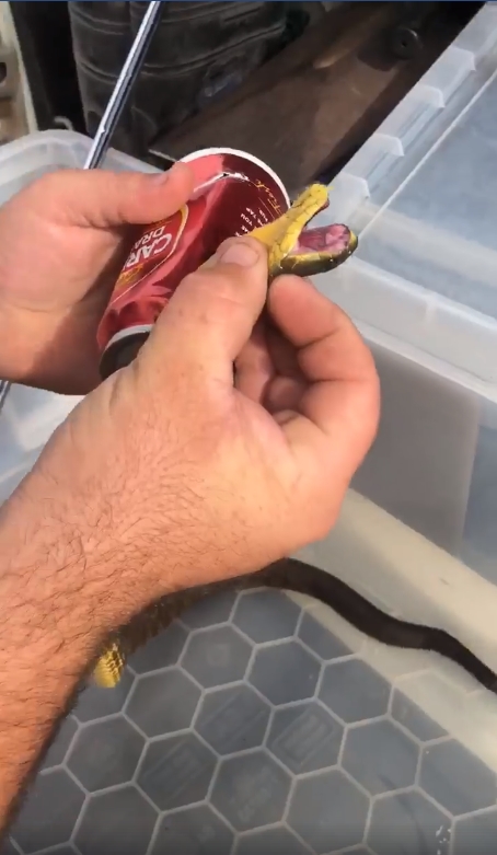 맥주 캔에 목이 낀 타이거 스네이크(Facebook/Stewy the Snake Catcher) 