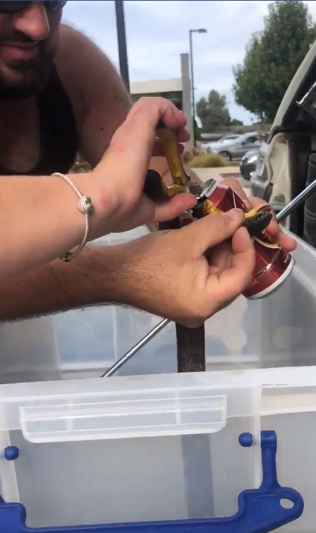 맥주 캔에 목이 낀 타이거 스네이크(Facebook/Stewy the Snake Catcher) 