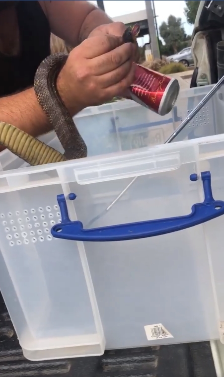 맥주 캔에 목이 낀 타이거 스네이크(Facebook/Stewy the Snake Catcher) 