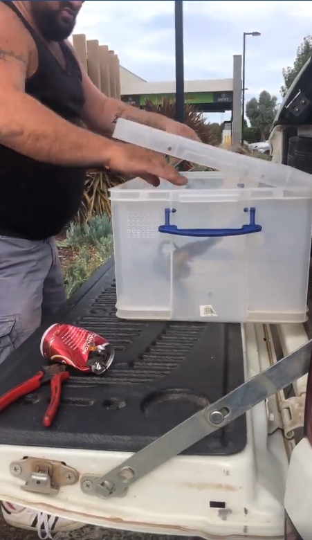 맥주 캔에 목이 낀 타이거 스네이크(Facebook/Stewy the Snake Catcher) 