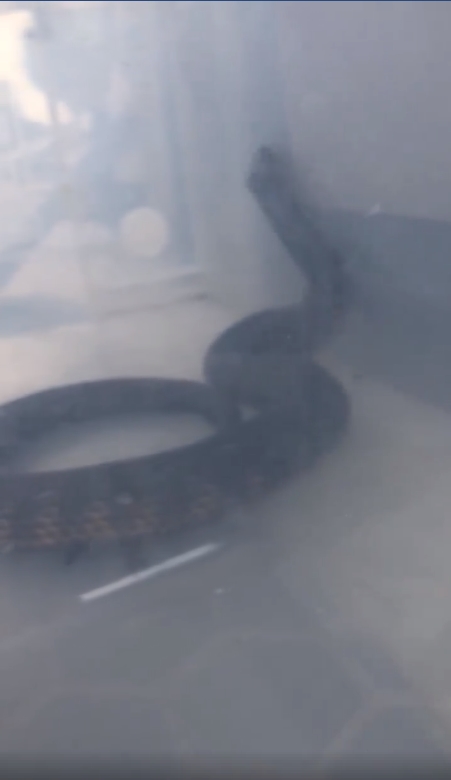 맥주 캔에 목이 낀 타이거 스네이크(Facebook/Stewy the Snake Catcher) 