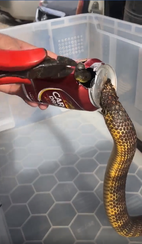 맥주 캔에 목이 낀 타이거 스네이크(유튜브 영상 캡처)