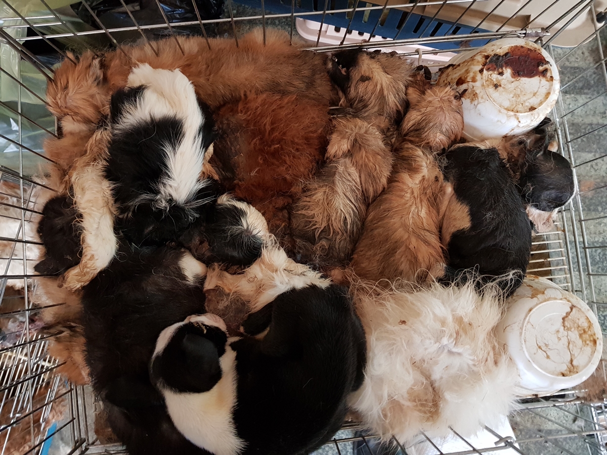 천안 펫숍에서 발견된 개들의 사체  동물자유연대 제공