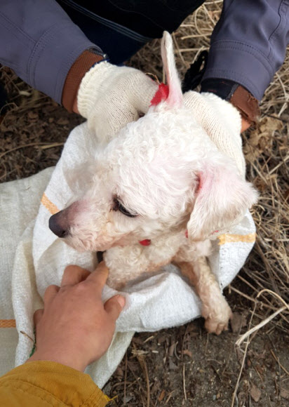 마대자루에서 구조된 푸들