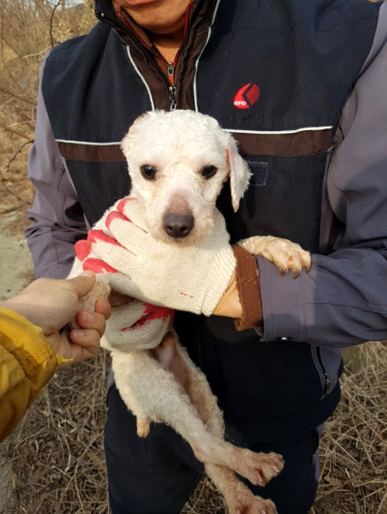 버려진 마대자루에서 구조된 푸들