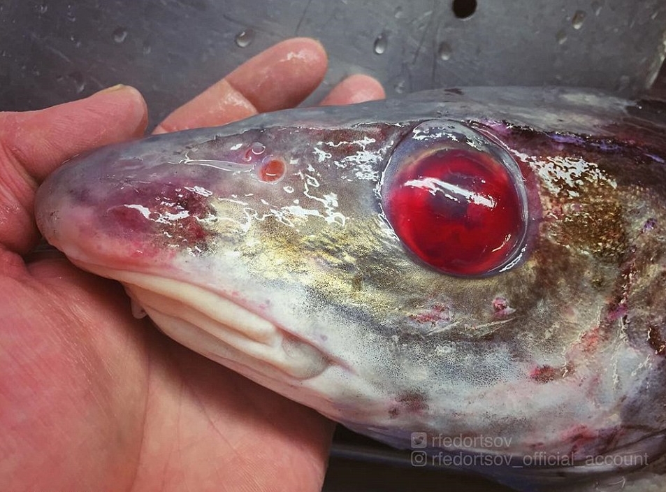 1천미터 깊이의 심해 속으로부터 건져진 물고기. ‘좀비 물고기(zombie fish)’란 이름으로 불리는 흉칙스런 모습(사진출처: 인스타그램 rfedortsov_official_account)