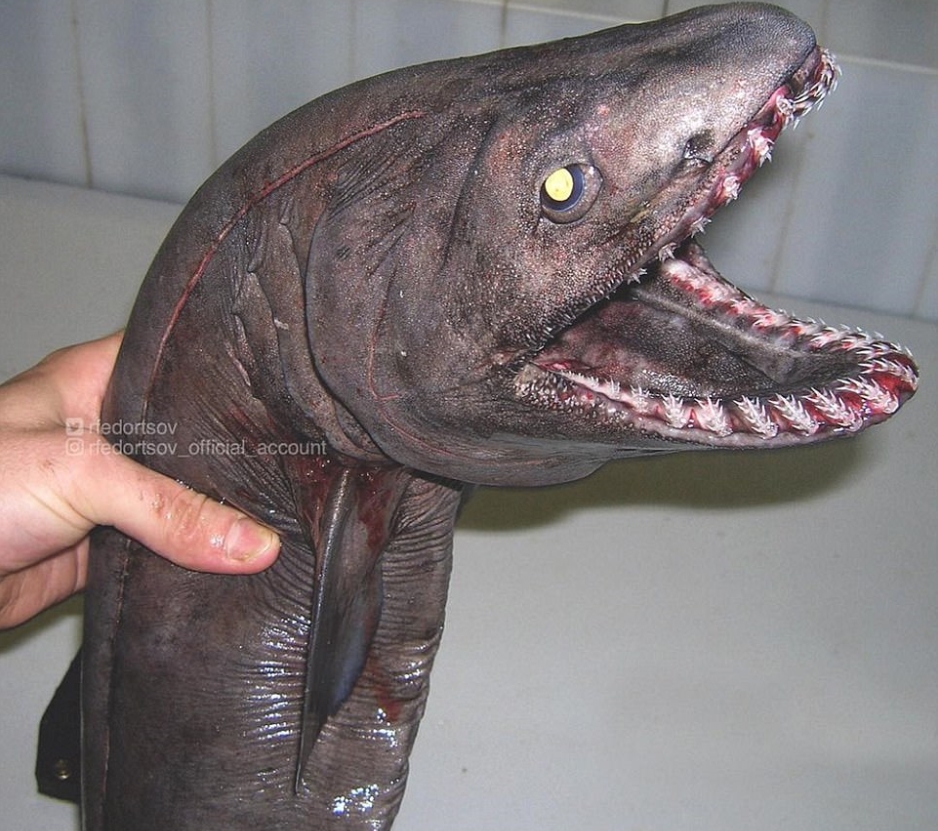 1천미터 심해 속에서 건져진 외계인 물고기’. 장어를 닮은 상어로 위 아래쪽에 무시무시한 이빨을 가지고 있는 모습(사진출처: 인스타그램 rfedortsov_official_account)