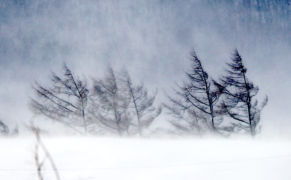 1일 강원 평창군 대관령 일원에 40m가 넘는 폭설이 내린 가운데 대관령 일원에 앞이 보이지 않을 정도의 거센 눈보라가 몰아치고 있다.  연합뉴스