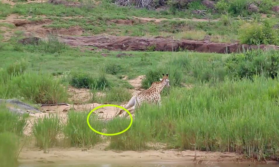 악어에 다리를 물려 도망가지 못하고 있는 기린(유튜브 영상 캡처)