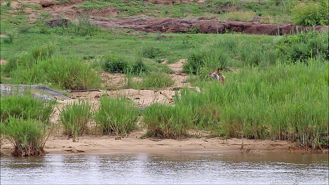악어에 다리를 물려 도망가지 못하고 있는 기린(유튜브 영상 캡처)