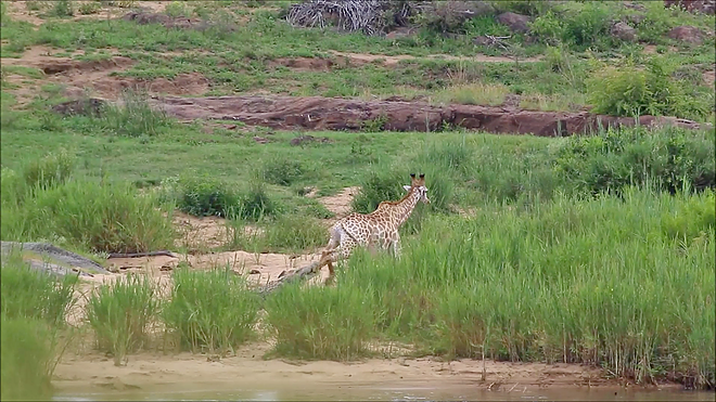 악어에 다리를 물려 도망가지 못하고 있는 기린(유튜브 영상 캡처)