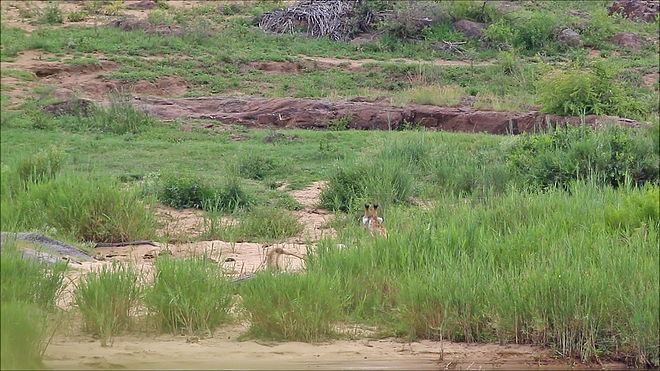 악어에 다리를 물려 도망가지 못하고 있는 기린(유튜브 영상 캡처)
