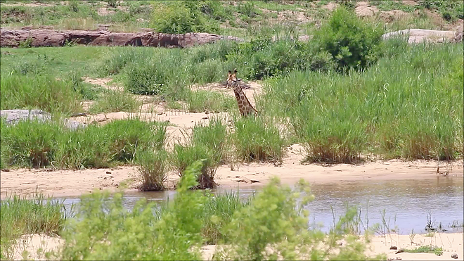 악어에 다리를 물려 도망가지 못하고 있는 기린(유튜브 영상 캡처)