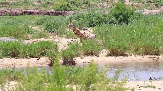 악어에 다리를 물려 도망가지 못하고 있는 기린(유튜브 영상 캡처)