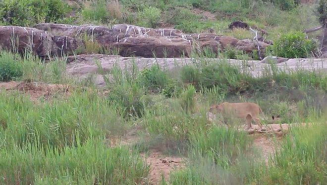 악어에 다리를 물려 도망가지 못하고 있는 기린(유튜브 영상 캡처)
