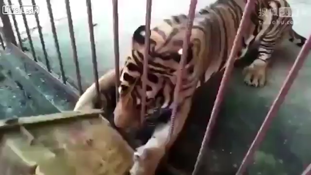 호랑이에게 물릴 뻔한 한 남성 모습(유튜브 영상 캡처)