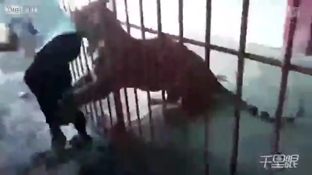 호랑이에게 물릴 뻔한 한 남성 모습(유튜브 영상 캡처)