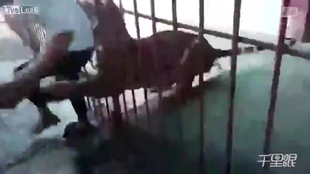 호랑이에게 물릴 뻔한 한 남성 모습(유튜브 영상 캡처)