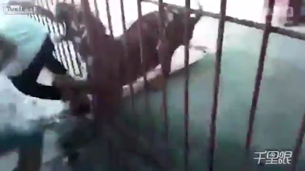 호랑이에게 물릴 뻔한 한 남성 모습(유튜브 영상 캡처)