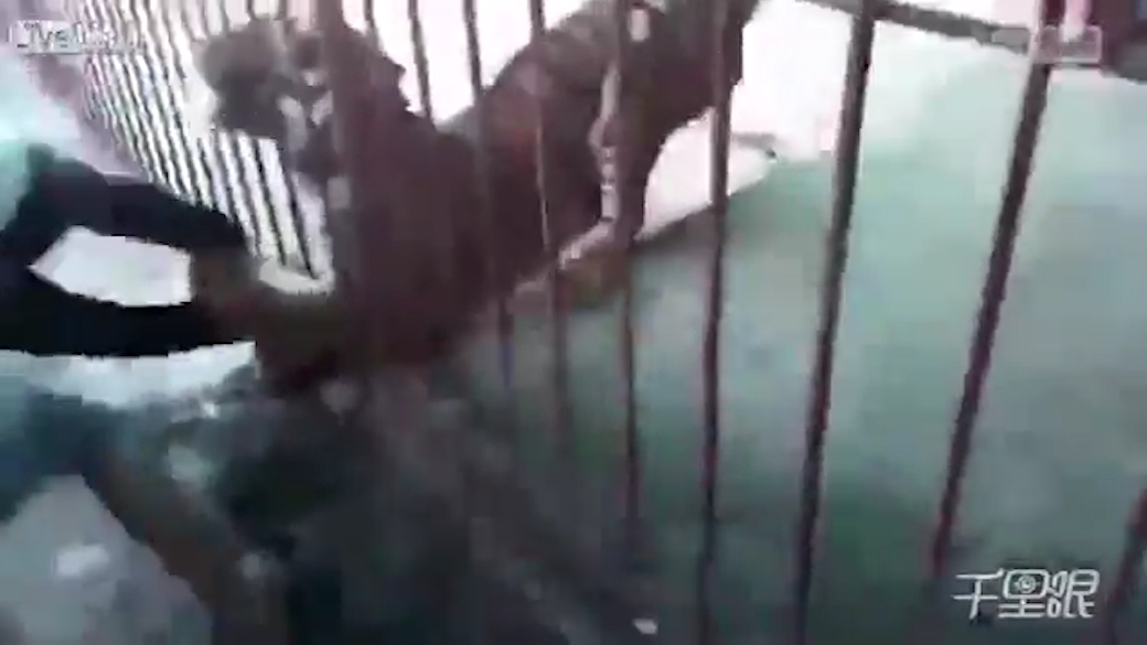 호랑이에게 물릴 뻔한 한 남성 모습(유튜브 영상 캡처)