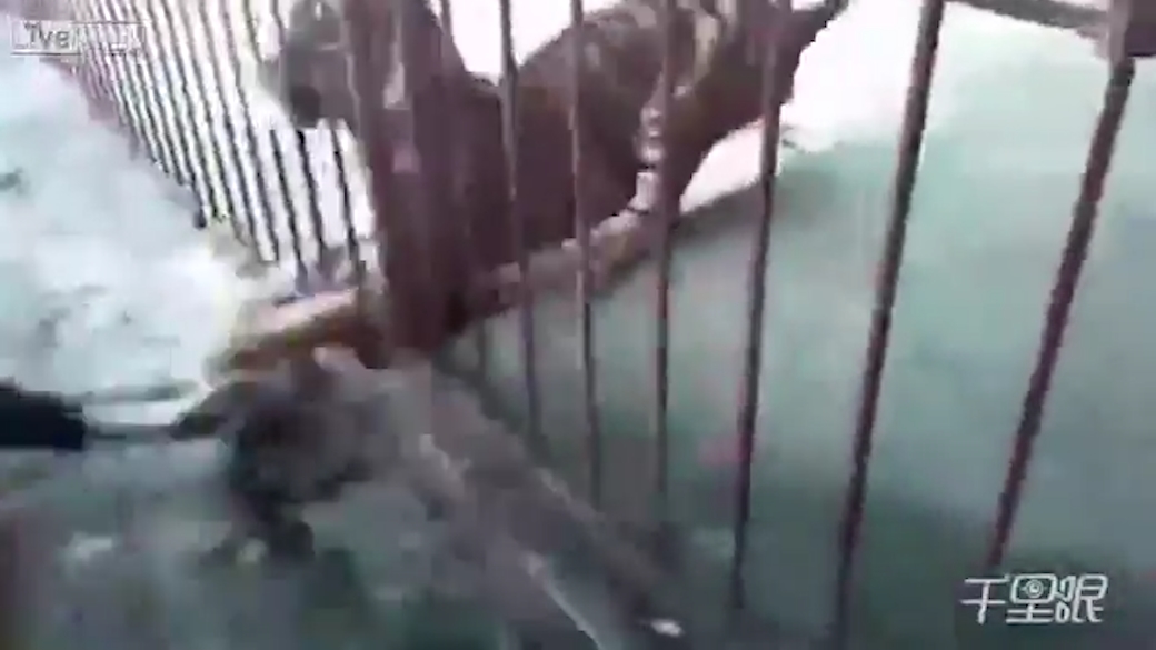 호랑이에게 물릴 뻔한 한 남성 모습(유튜브 영상 캡처)