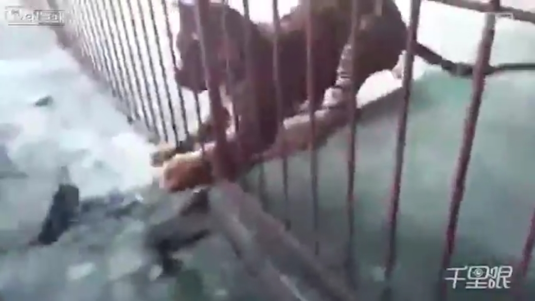 호랑이에게 물릴 뻔한 한 남성 모습(유튜브 영상 캡처)