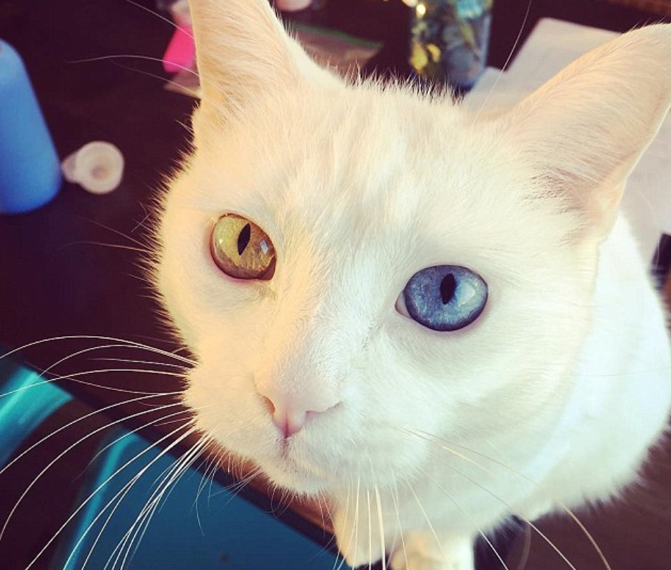 금색과 파란색 눈을 함께 가진 신비스런 고양이(유튜브 영상 캡처)