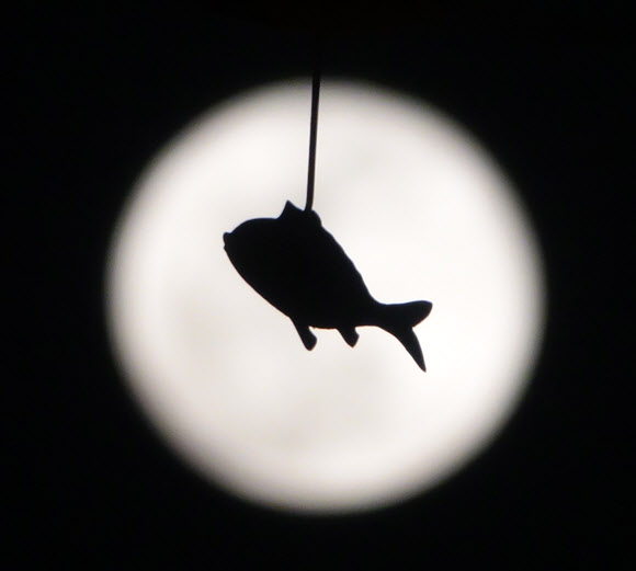 무술년 대보름인 2일 밤 떠오른 보름달이 서울시 종로구 견지동 조계사 추녀의 풍경 물고기가 보름달에 들어가 헤엄치는 듯 보인다.  연합뉴스