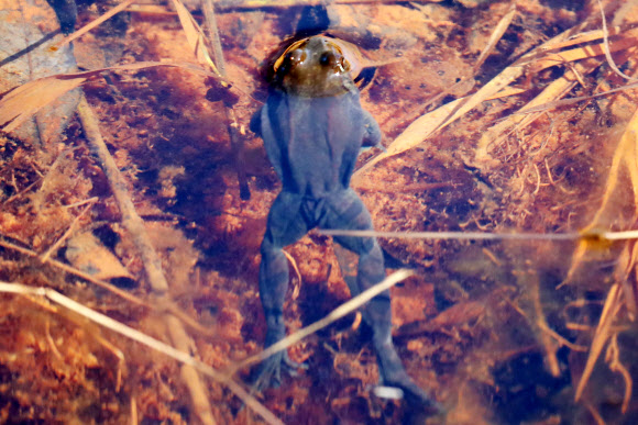 겨울잠에서 깬 북방산개구리