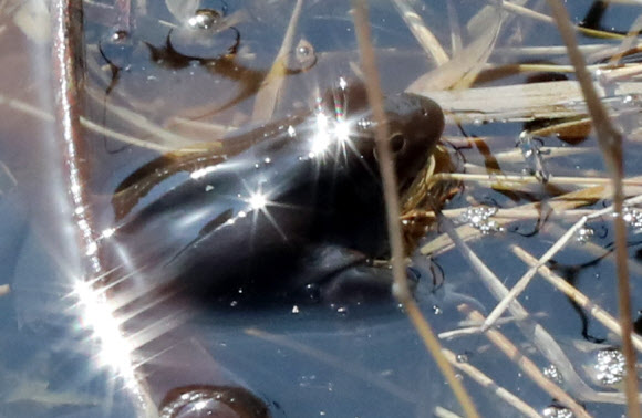 봄볕 쬐는 북방산개구리