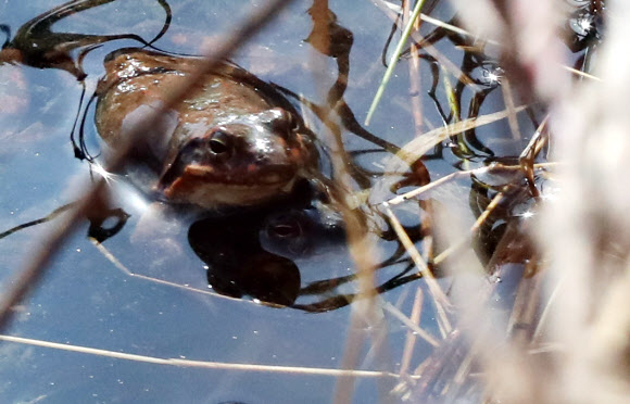 북방산개구리 ’뜨르렁’