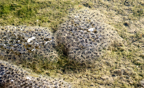 북방산개구리의 알