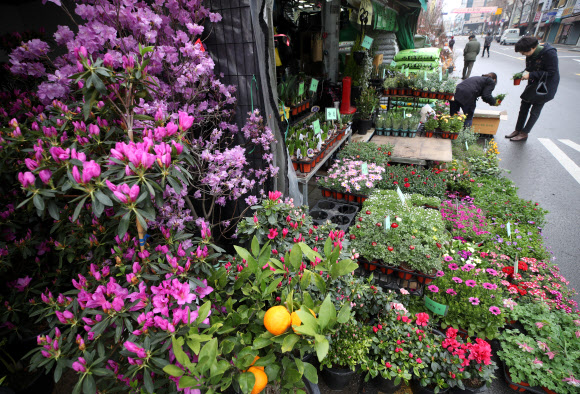 종로꽃시장에 찾아온 봄