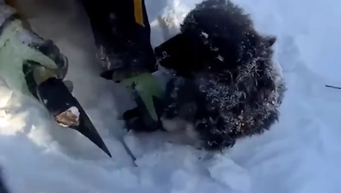눈 속에 파묻힌 강아지를 손도끼로 얼음눈을 깨서 구조하는 모습(유튜브 영상 캡처)