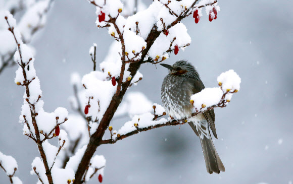 3월의 첫 눈꽃을 바라보며