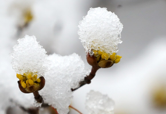 겨울에 갇힌 봄