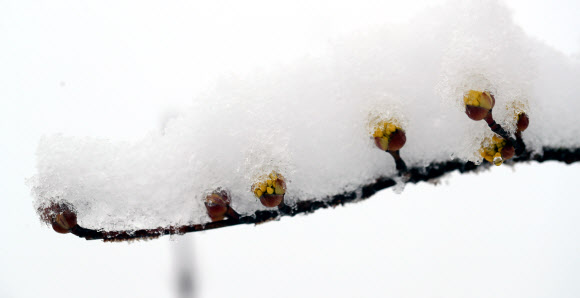 산수유에 내린 눈