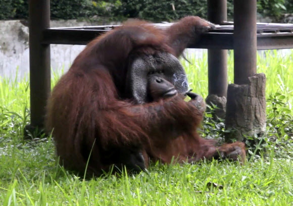 지난 4일(현지시간) 열악한 사육환경으로 악명 높은 인도네시아 자바섬의 반둥 동물원에서 담배를 피우는 수컷 오랑우탄 ‘오존’의 모습이 담긴 비디오가 공개돼 다시 논란이 일고 있다. 연합뉴스