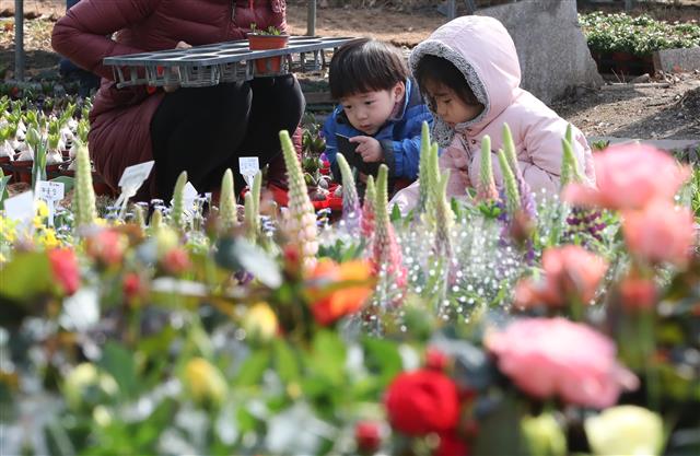 서울 낮 기온 11도 등 전국이 완연한 봄날씨을 보인 11일 서울 양재동 aT화훼공판장을 찾은 시민들이 활짝 핀 꽃을 보며 다가오는 봄을 맞이하고 있다.  뉴스1