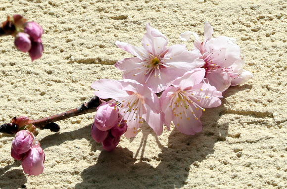 담벼락에 핀 벚꽃